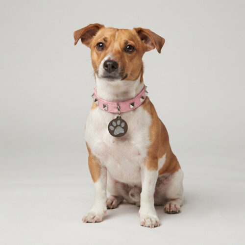 Little-Pyramids-for-Small-Dogs-Engraved
