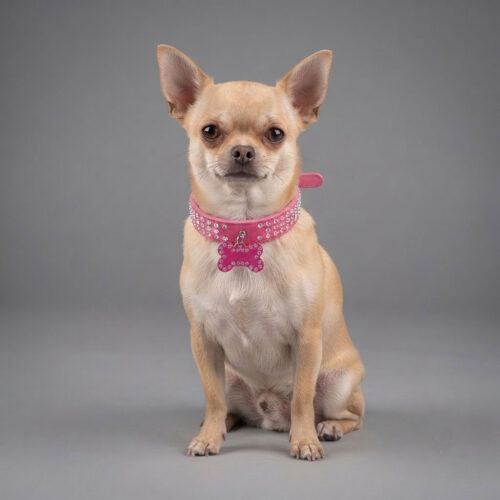 The-Crown-Jewel-for-Dogs