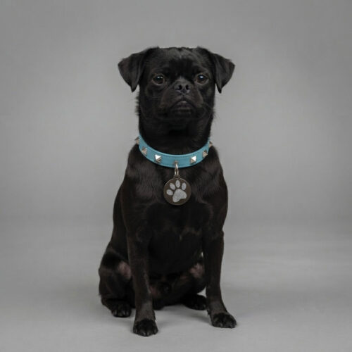 black-dog