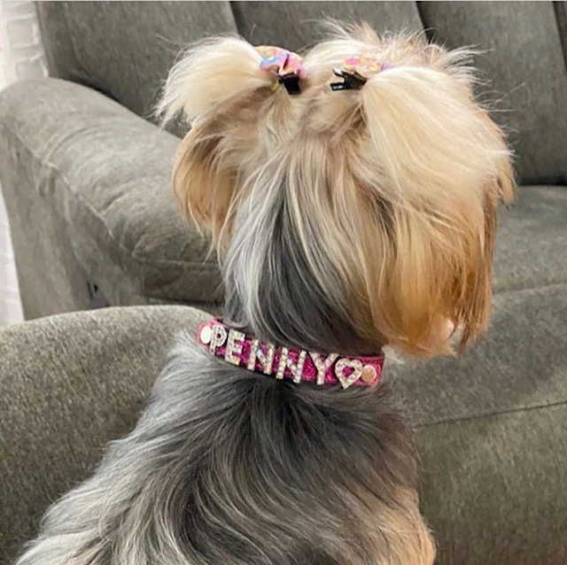 dog-collars