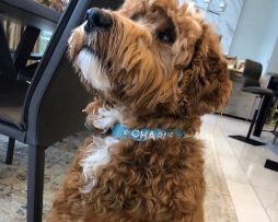 Navigating the Dog Park: Etiquette for a Positive Canine Community