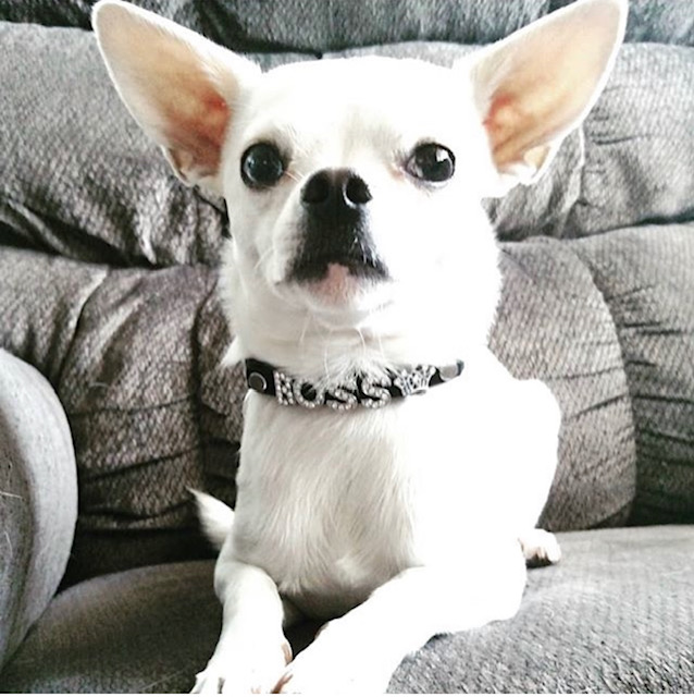 small-dogs