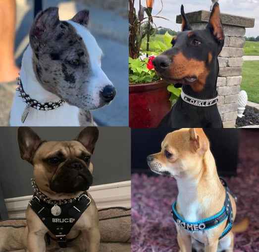 Pets On Display Best Sellers