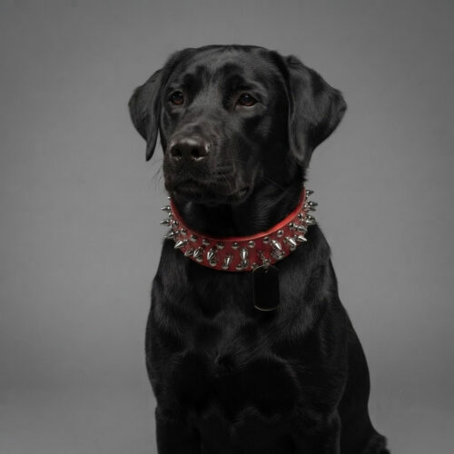 medium-dog