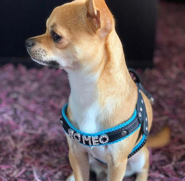 dog-harness