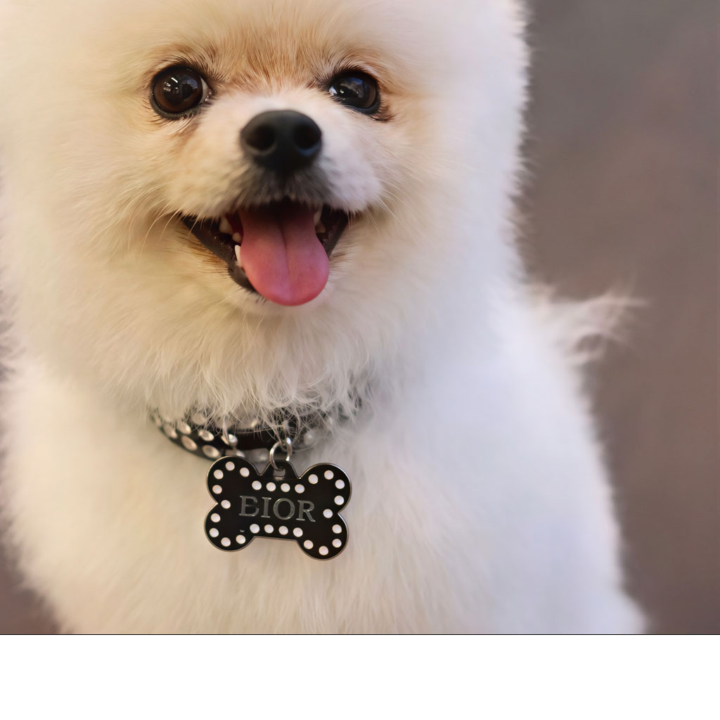small-dogs