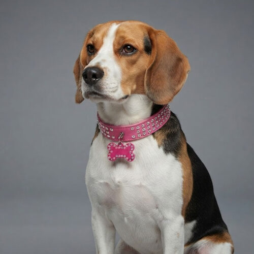 The-Crown-Jewel-for-Dogs