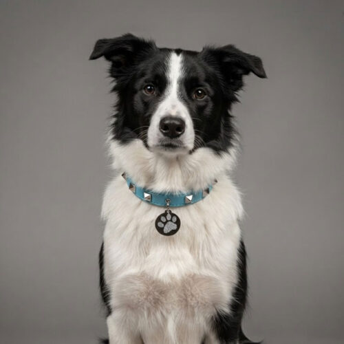The-Pyramids-Collar-for-Dogs