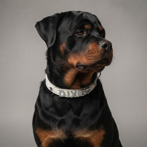 dixie