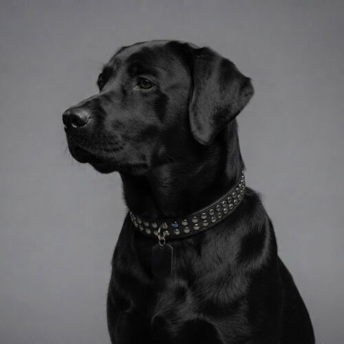 mediumdog