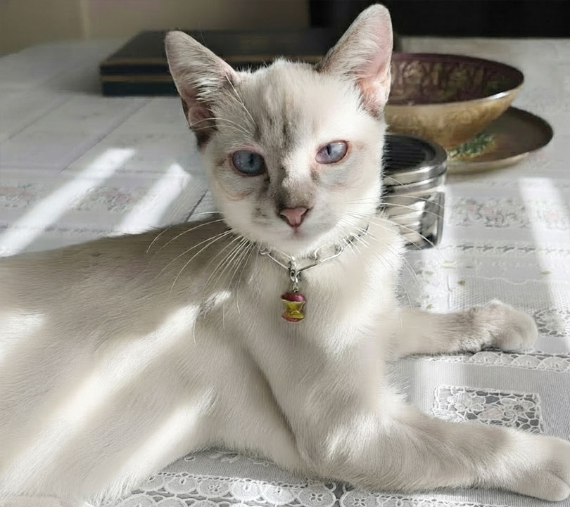 pet-jewelry